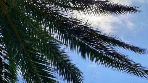 The branches of a palm tree swing in the wind against the background of a summer sky with white clouds. Rays the sun breaks through the leaves and clouds. Good morning, first-person view of the sky. photo