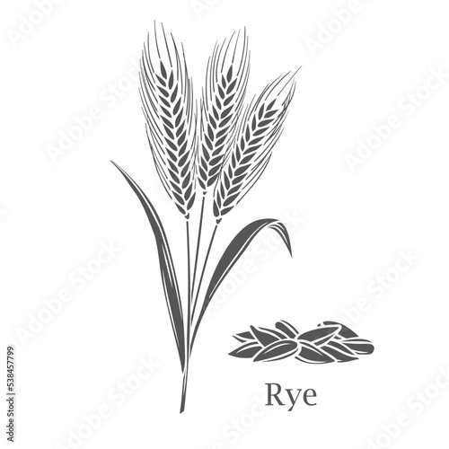 Rye cereal crop glyph icon vector illustration. Cut black silhouette grain plant with seeds and spikes on ears, stalk and leaf, sketch of organic agriculture harvest from farmers field and Rye text