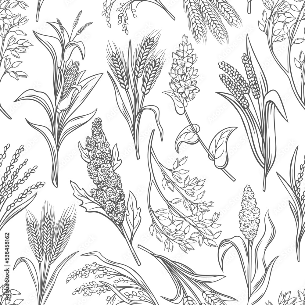 Cereal crops seamless pattern vector illustration. Line hand drawn