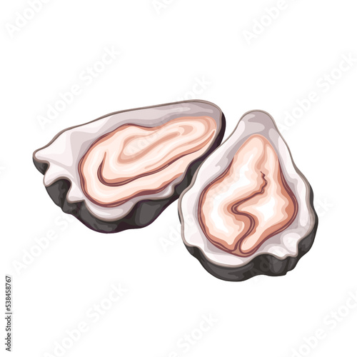 Oyster vector illustration. Cartoon isolated open shells of fresh shellfish marine animal, delicious seafood for French gourmet cuisine, oyster product for tasty natural restaurant and gastronomy menu