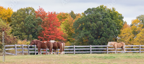 Belgian draft horses in front of autumn colors photo