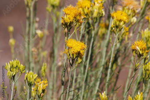 Yellow flowering terminal indeterminate racemose discoid head inflorescences of Ericameria Nauseosa, Asteraceae, native perennial monoclinous deciduous shrub in the San Bernardino Mountains, Summer. photo