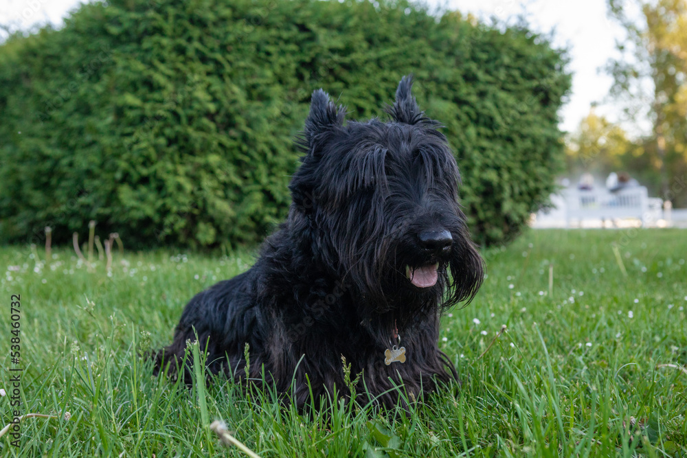 cute scottish terrier with long regrown hair resting on the grass cute scottish terrier with long regrown hair resting on the grass