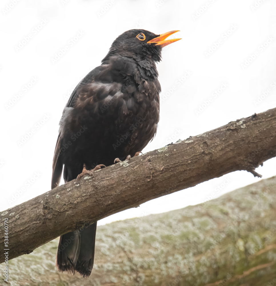 Fototapeta premium Singende Amsel auf einem Ast