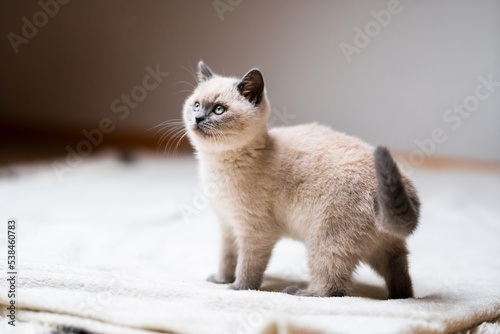 Cute little white cat