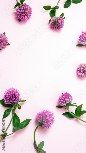 Red clover Trifolium pratense flower background. Treatment symptoms of menopause. Component for women's dietary supplements. Herbal stories templates, copy space. photo