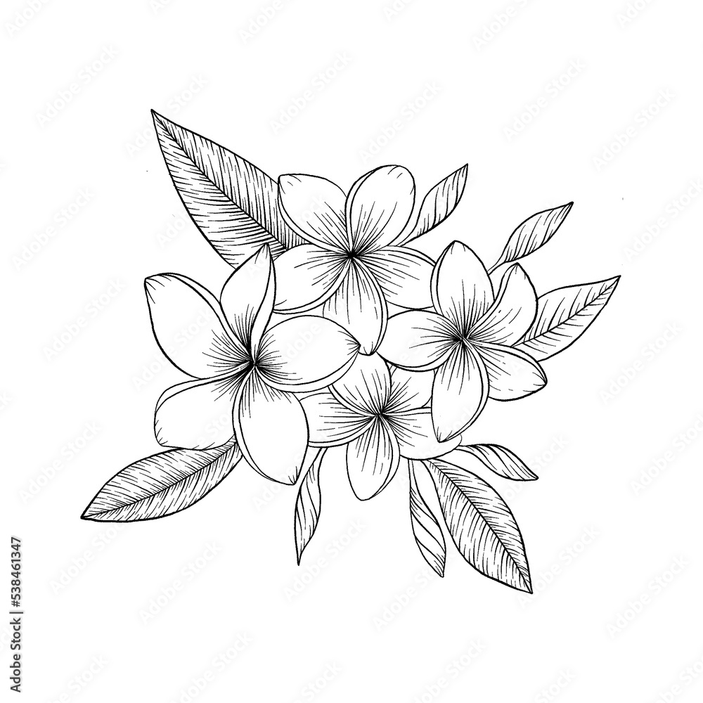 Fototapeta premium Plumeria Flower Illustration