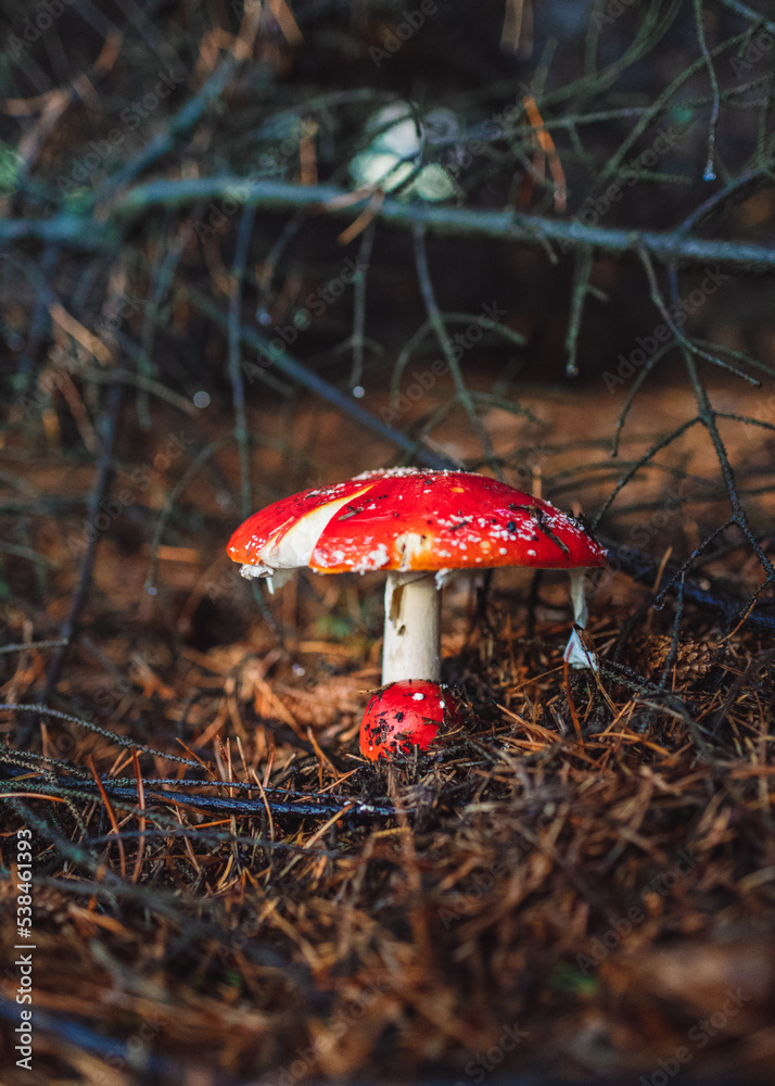 Amanita muscaria mushroom with a baby mushroom. Amanita muscaria mushroom with a baby mushroom.