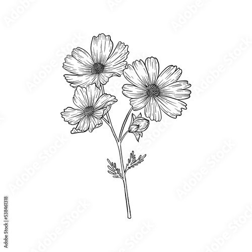 Fototapeta Naklejka Na Ścianę i Meble -  Cosmos Flower Illustration