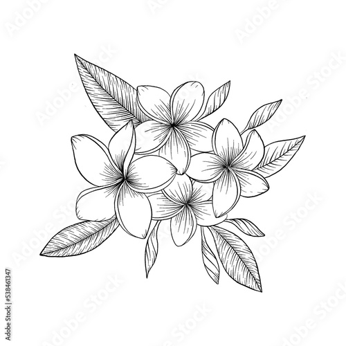 Plumeria Flower Illustration photo