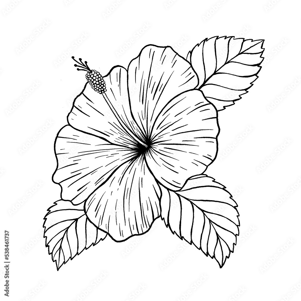 Fototapeta premium Hibiscus Flower Illustration