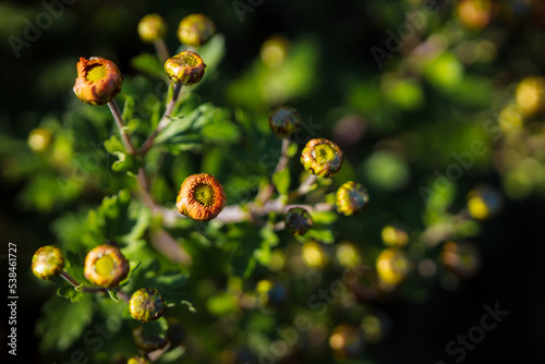 Closed buds of chrysanthemums close-up. Warm autumn shades of a home front garden. Home ornamental plants. Natural orange green background.