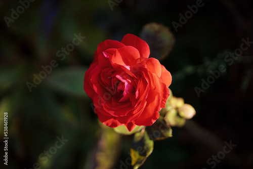 A fresh pink rose with bright open petals. Warm autumn lighting on a sunny day. Home ornamental plants close-up. Shrub with orange roses.