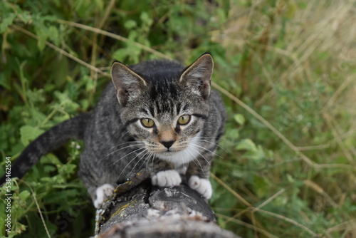 Fototapeta Naklejka Na Ścianę i Meble -  Gray Kitten
