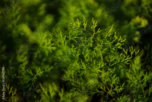 Plantation of beautiful green dill. Green dill very close up. Growing healthy lettuce plants in your home garden. Spice preparation.