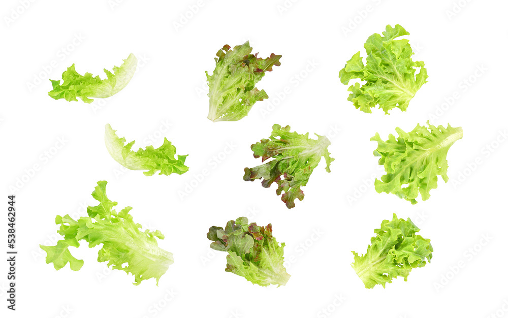 Fresh organic salad lettuce leaves falling in the air isolated on white background. Fresh organic salad lettuce leaves falling in the air isolated on white background.