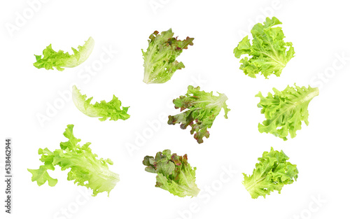 Fresh organic salad lettuce leaves falling in the air isolated on white background.