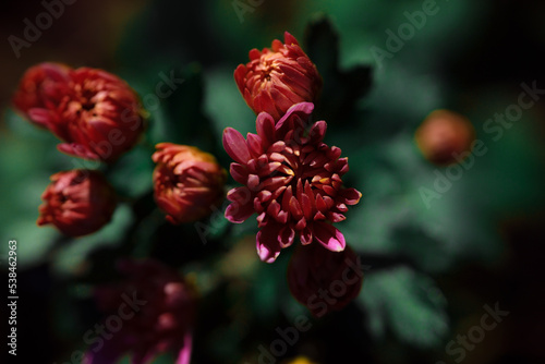 Red fresh chrysanthemum on a green background. Autumn flowers in the home garden. Seasonal autumn flowers. Color of the year 2023.