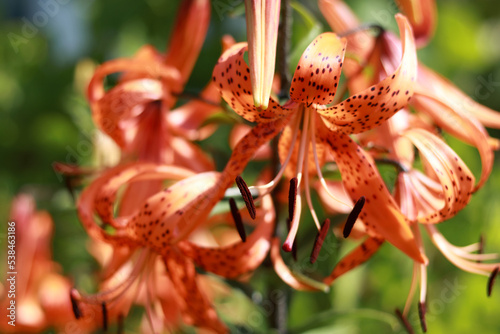 Tiger Lily flower. Lilium lancifolium. Orange blossoms with black dots. Tiger lilies in a garden. Wallpaper or background. Beautiful orange Tiger Lily Lilium tigrinum on a blurred background