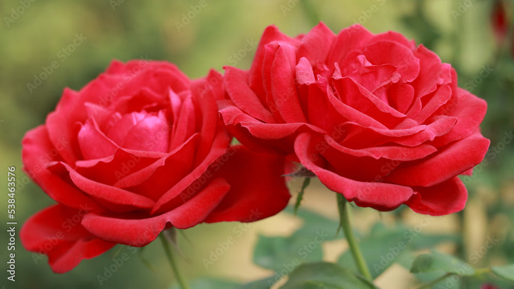 Flower of red Rose in the summer garden. Symbol of Love. Red Roses with shallow depth of field. Beautiful Rose in the sunshine. garden rose on a bush in a summer garden. Flower bush. Flower of red Rose in the summer garden. Symbol of Love. Red Roses with shallow depth of field. Beautiful Rose in the sunshine. garden rose on a bush in a summer garden. Flower bush.