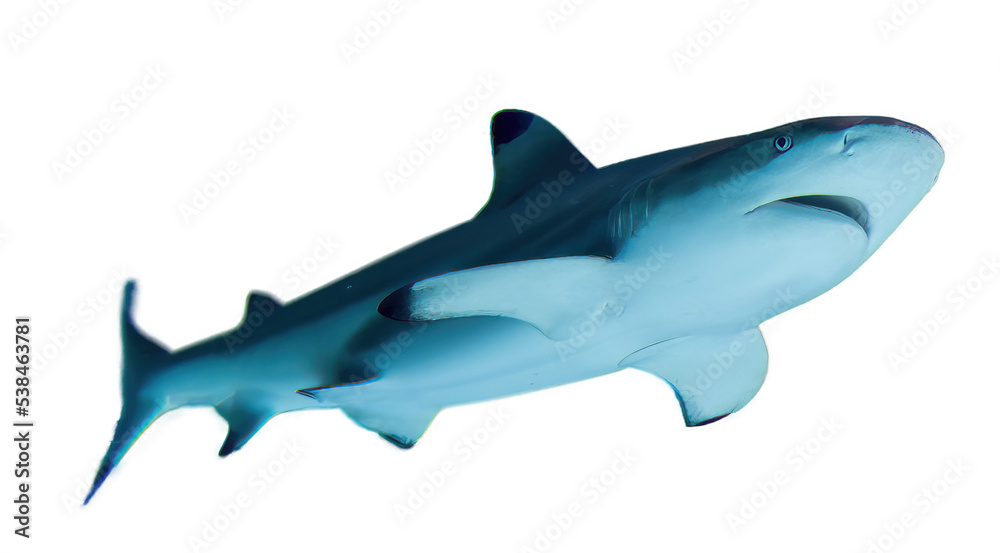 Shark isolated on transparent background.