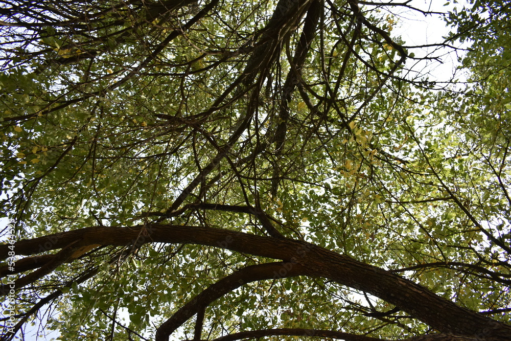 Obraz premium Green Leaves on Tree Branches