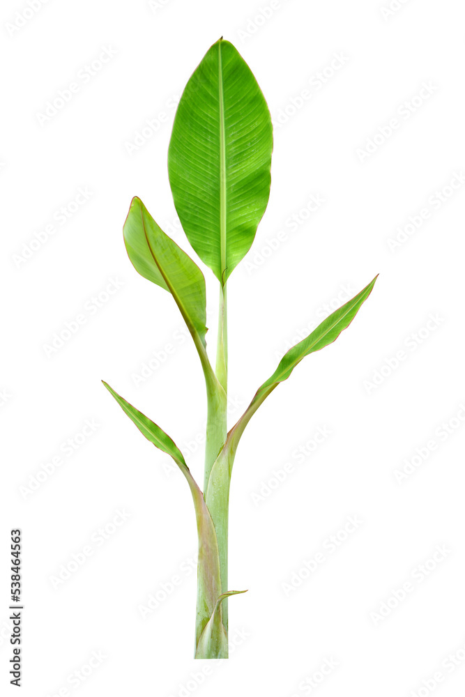 banana leaves on a white background	