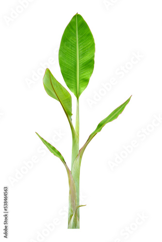banana leaves on a white background 