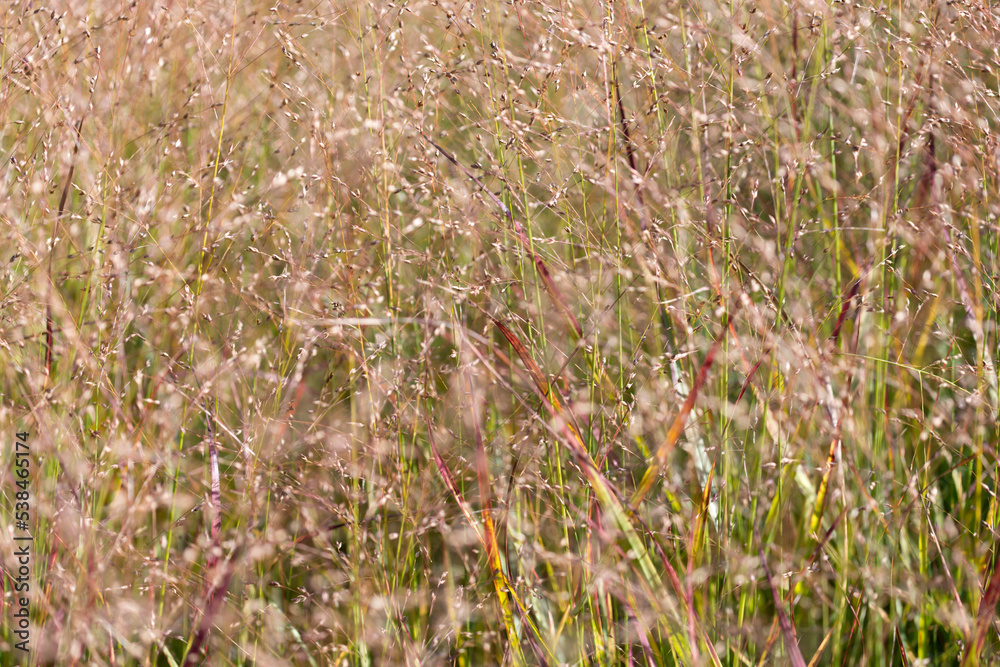 grass seed background 