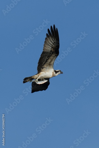 osprey in flight