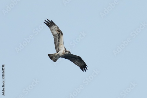 osprey in flight