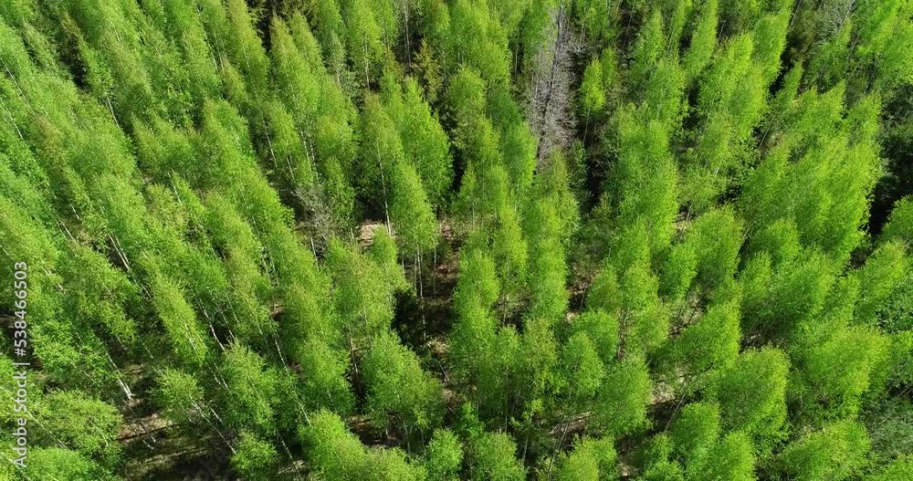 Aerial of fresh Birch forest on a late spring day in Estonia, Northern Europe Aerial of fresh Birch forest on a late spring day in Estonia, Northern Europe