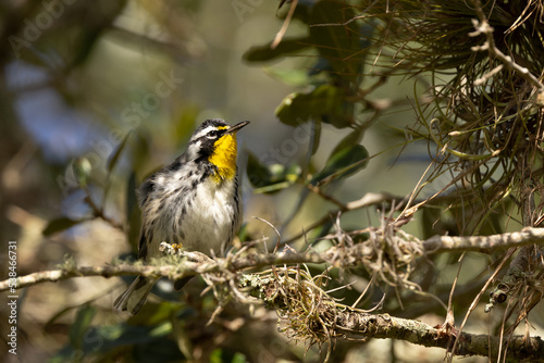Yellow-throated warbler (Setophaga dominica) fluffs up its feathers in Sarasota County, Florida 