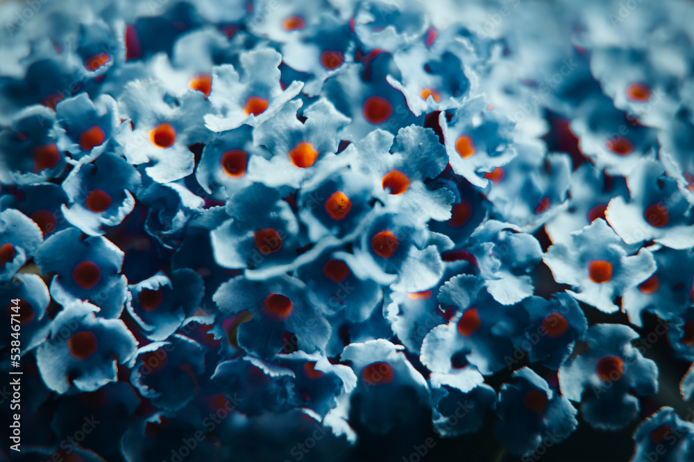 Petites fleurs bleues et orange Petites fleurs bleues et orange
