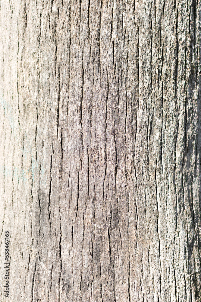 Abstract texture of the bark of a tree.