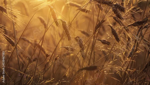 Obraz Zboże w promieniach zachodzącego słońca