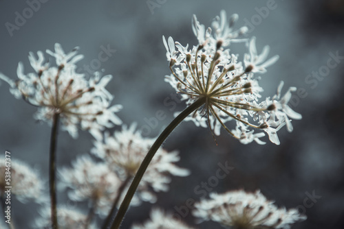 Fleurs sauvages blanches dans la campagne © Concept Photo Studio