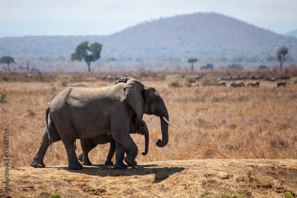 elephants in the savannah elephants in the savannah