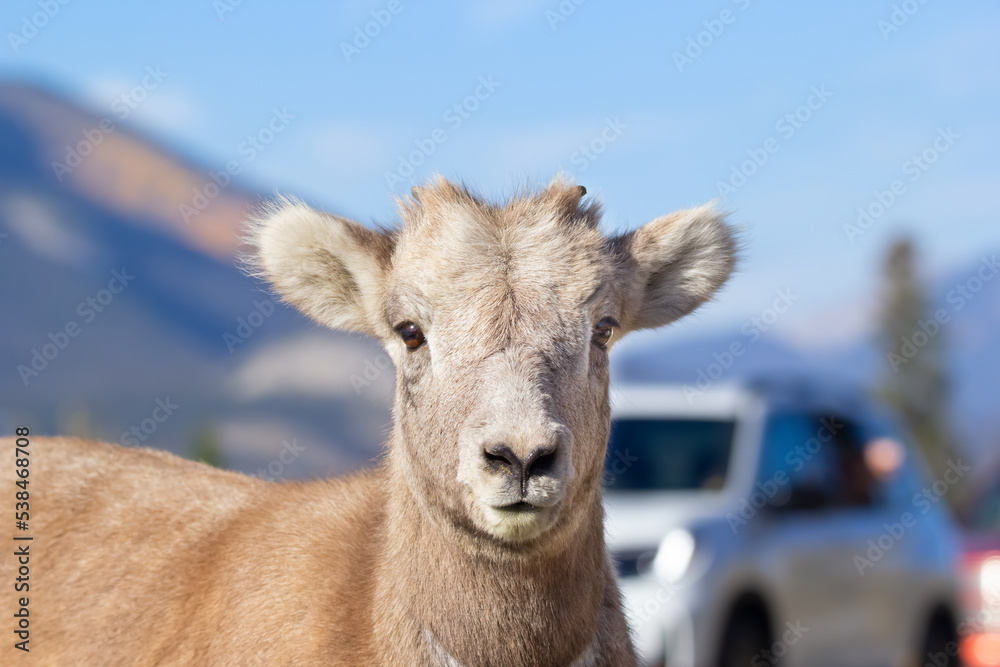 Obraz premium Portrait of a young bighorn sheep on the road in the Rocky mountains.