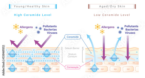 Ceramide in skin and skin barrier illustration comparing between young/healthy skin and aged/dry skin. Simple version photo