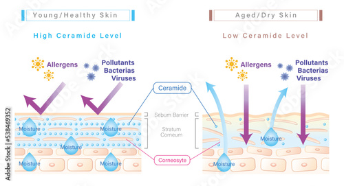 Ceramide in skin and skin barrier illustration comparing between young/healthy skin and aged/dry skin. Simple version