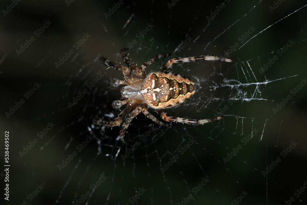 agelena labyrinthica spider macro photo agelena labyrinthica spider macro photo
