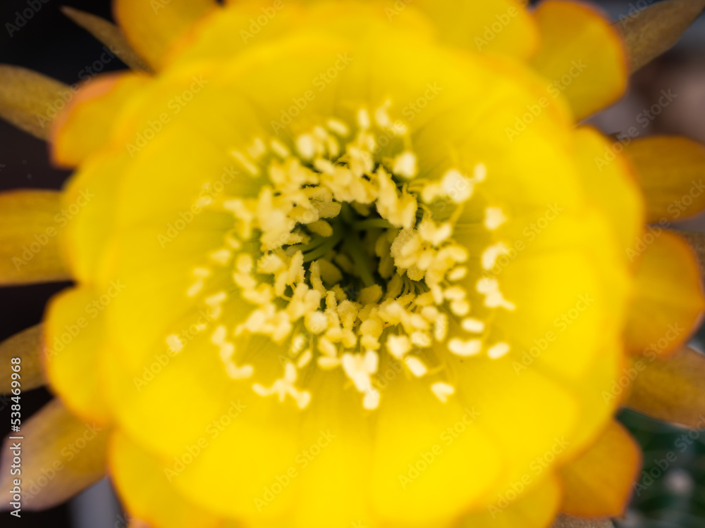 White Pollens Surrounded The Orange Cactus Flower White Pollens Surrounded The Orange Cactus Flower