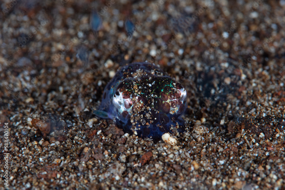 A tiny, nocturnal Bobtail squid, Euprymna berryi, hovers above the sandy seafloor. These cephalopods use symbiotic luminescent bacteria to manipulate and diminish their silhouette as they swim.