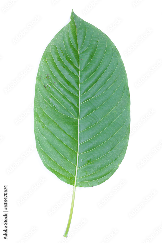 Obraz premium leaves isolated on white background