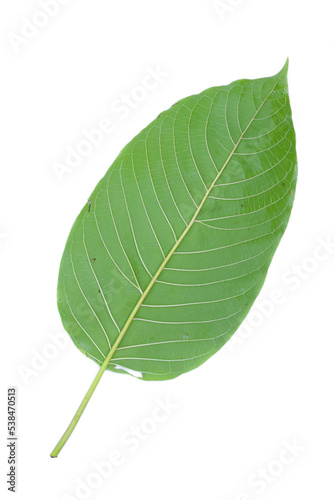 leaves isolated on white background