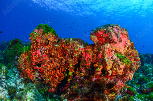 Corals in Fernando de Noronha sea, scuba diving in Brazil