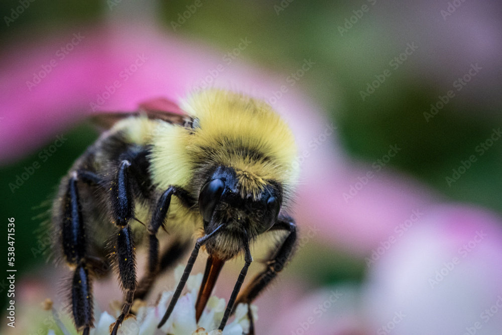 bee on a flower bee on a flower