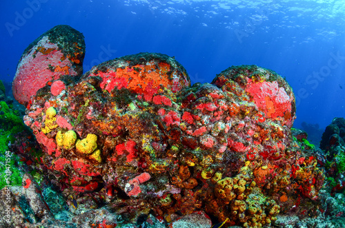 Fototapeta Naklejka Na Ścianę i Meble -  Vibrant coral reef teeming with colorful marine life in the clear waters of Fernando de Noronha, Brazil