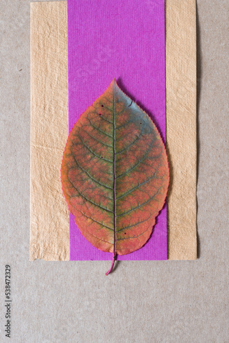 variegated autumn leaf on magenta pink and yellow paper